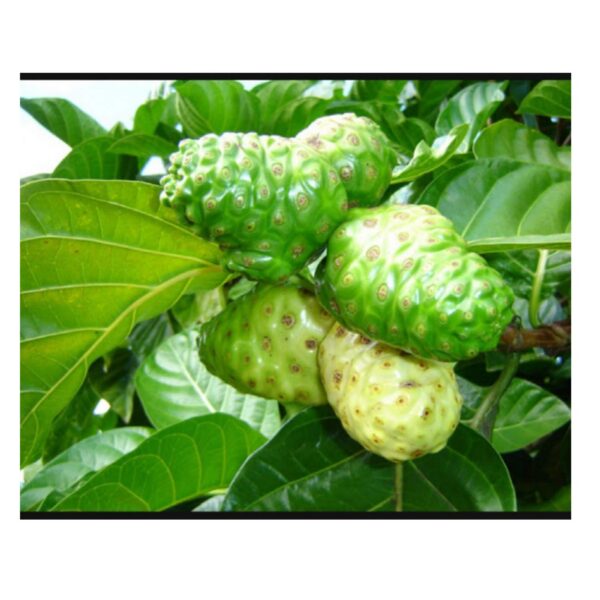 Envase píldoras herbales de Noni para apoyo a la salud