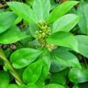 Envase polvo gymnema sylvestre foodherbs 200 gramos herbal