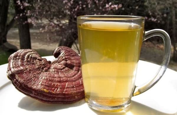 Envase de polvo de hongo Reishi de bodi