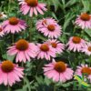 Envase polvo natural Echinacea Purpurea 4 onzas Herb To Body
