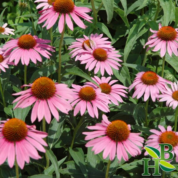 Envase polvo natural Echinacea Purpurea 4 onzas Herb To Body