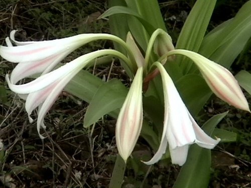 Version 1.0.0 Etiqueta frontal suplemento Crinum Latifolium para próstata saludable