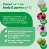 Herbal suplemento para apoyar inmunidad con echinacea purpura