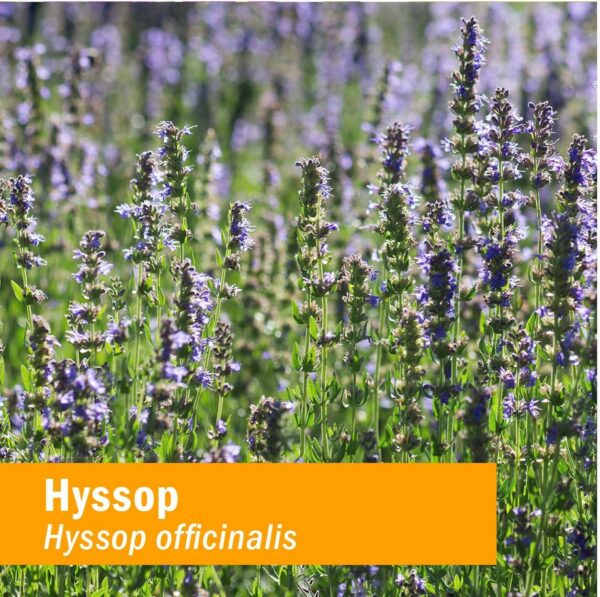 Version 1.0.0 Etiqueta frontal extracto hisopo Herb Pharm