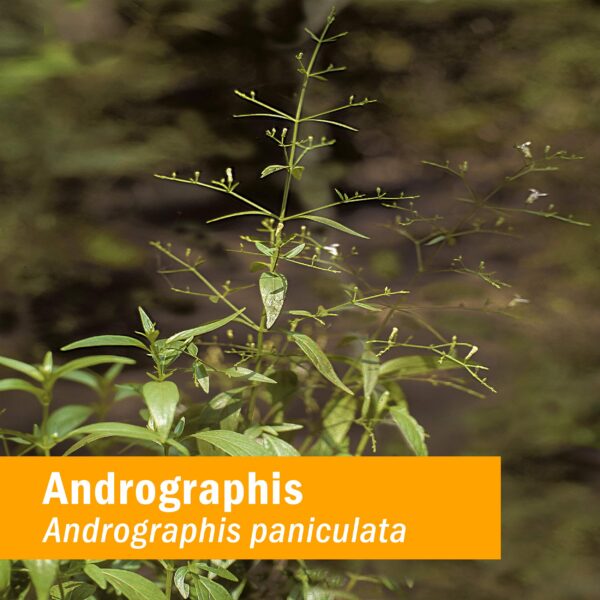 Version 1.0.0 Etiqueta botella Herb Pharm Andrographis extracto
