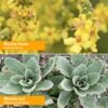 Etiqueta con ingredientes de extracto Mullein Herb Pharm
