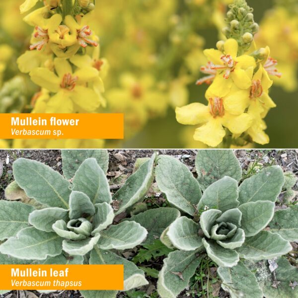 Etiqueta con ingredientes de extracto Mullein Herb Pharm