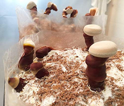 Etiqueta lateral extracto dual de hongo Reishi