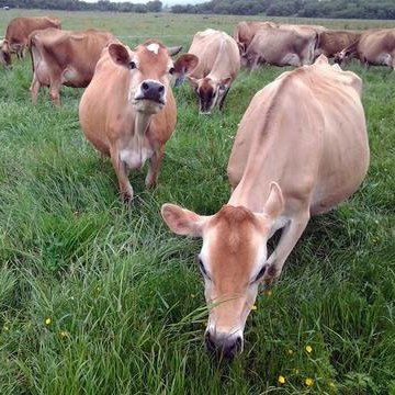 Etiqueta nutricional de whey orgánica