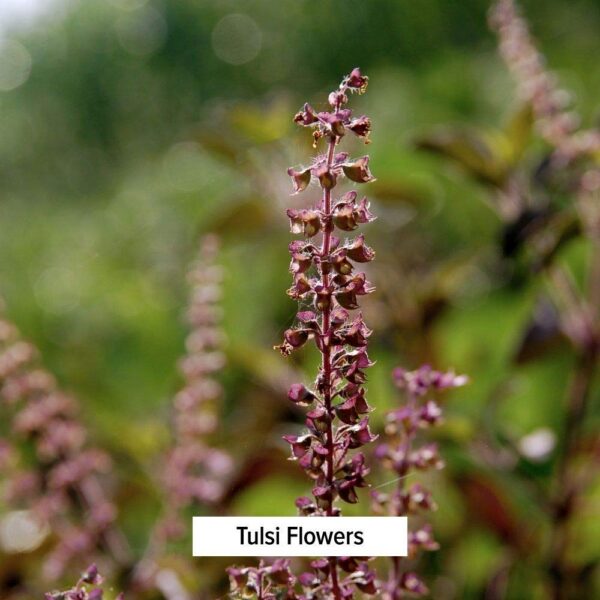 Etiqueta Polvo Tulsi orgánico Banyan Botanicals