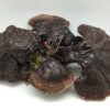 Detalle etiqueta suplemento Ganoderma Lucidum Americano