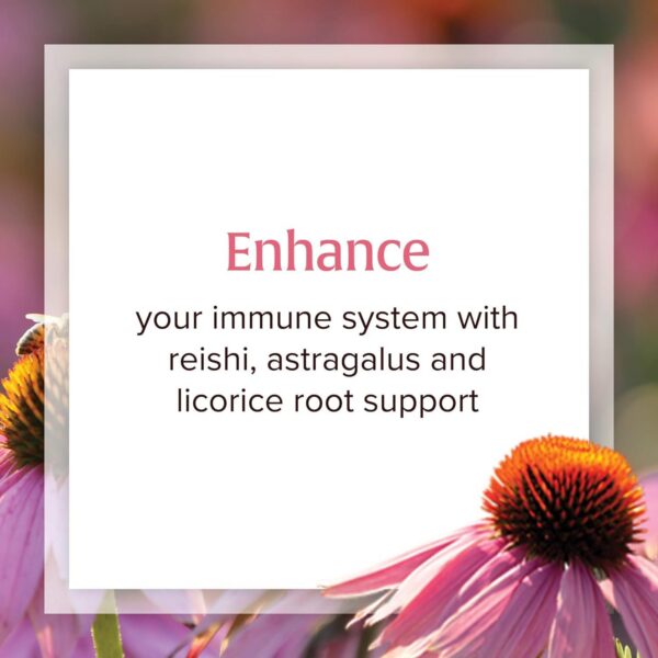 Etiqueta suplemento Natural Factors Echinacea Anti-V