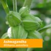 extractos-herbales-ashwagandha-rhodiola-herb-pharm