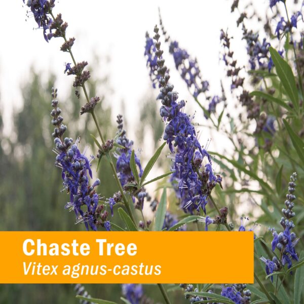 Extracto líquido Árbol Casto Herb Pharm etiqueta frontal