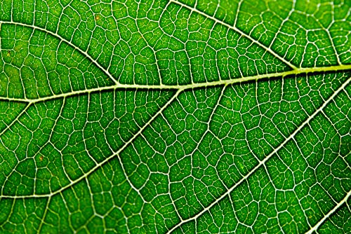 Extracto concentrado clorofila liquida Antler Farms 12000 mg