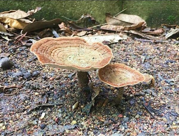 Extracto estandarizado de Hongo Leche de Tigre