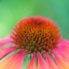 extracto herbal echinacea líquido sólido apoyo inmunológico