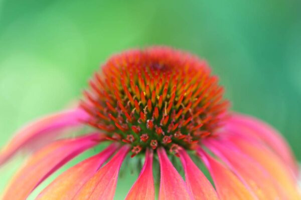 extracto herbal echinacea líquido sólido apoyo inmunológico