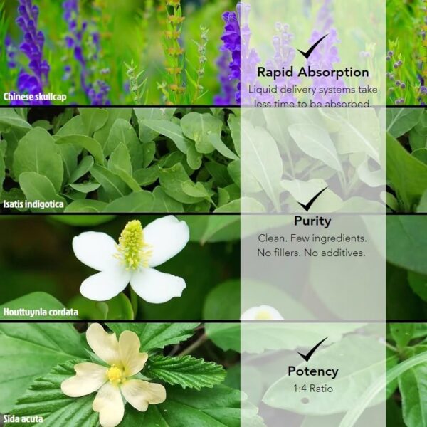 Extracto de hierbas Myco Blend para apoyo inmunológico