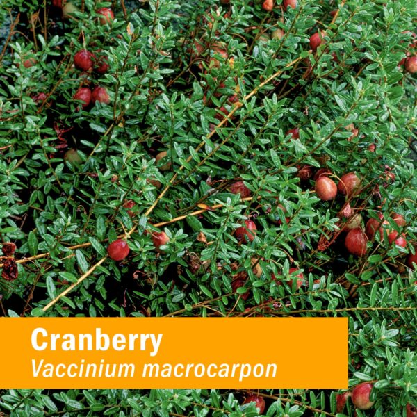 Extracto líquido de arándano orgánico certificado Herb Pharm botella lateral