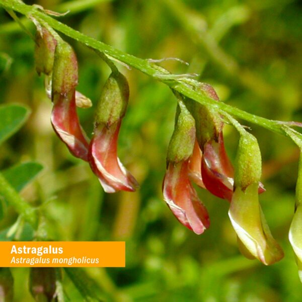 Extracto líquido certificado orgánico de astrágalo para sistema inmune