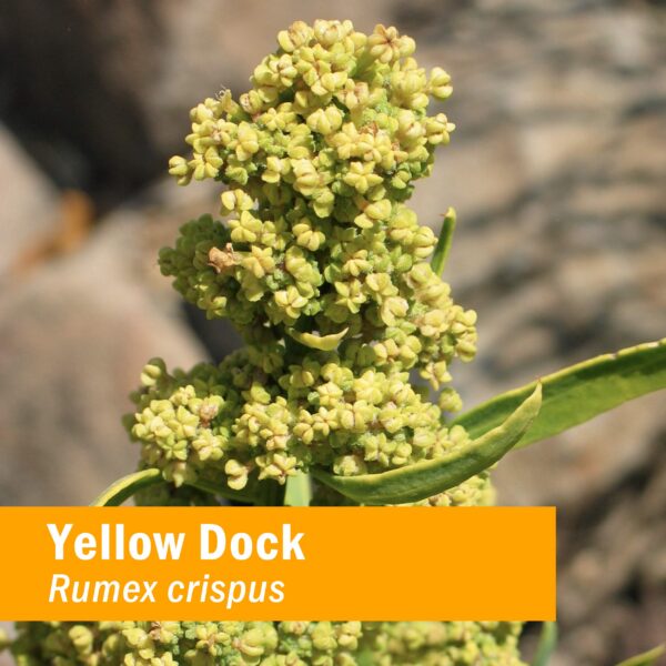 Extracto líquido Yellow Dock Herb Pharm paquete de 2