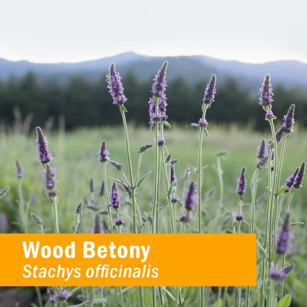 Extracto madera betony orgánico Herb Pharm 1 onza paquete 2