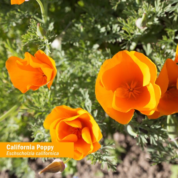 Extracto orgánico amapola California Herb Pharm botella frontal