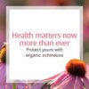 Extracto orgánico de equinácea para salud natural