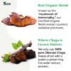 Extracto puro de reishi orgánico para salud y longevidad