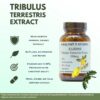 Version 1.0.0 Extracto puro sin rellenos Tribulus Terrestris cápsulas