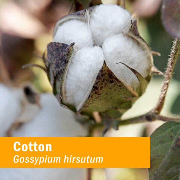 Extracto-Raíz-Algodón-Herb-Pharm-envase-detalle