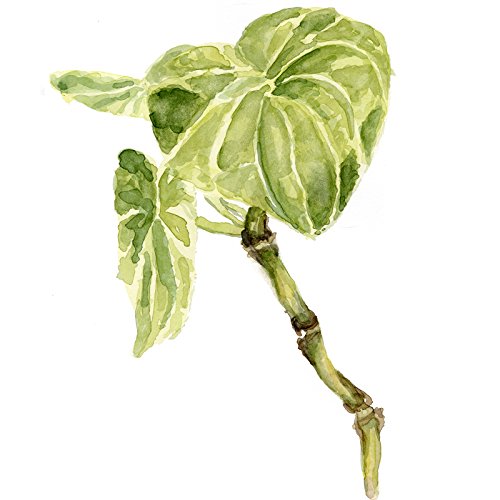 Extracto raíz de Kava Maui Medicinal Herbs vista lateral botella 1oz