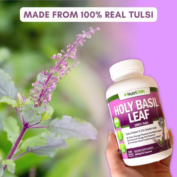 Extracto real de Tulsi de albahaca sagrada NutriONN
