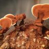 Extracto de Reishi para té o infusiones