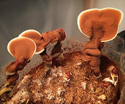 Extracto de Reishi para té o infusiones