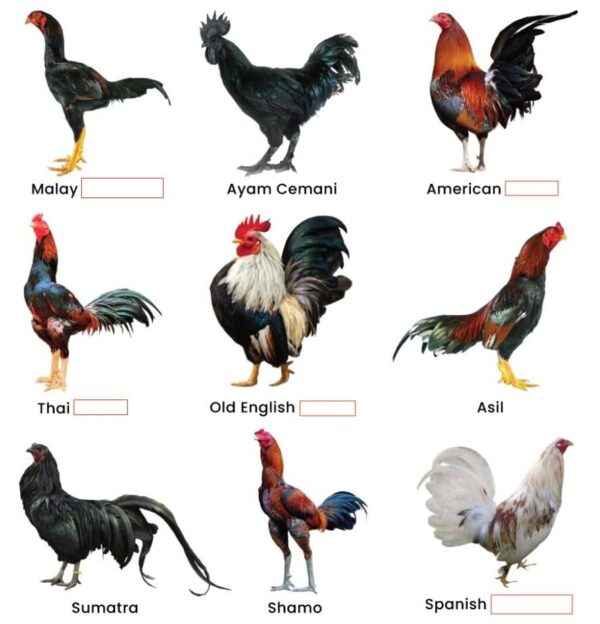 Frente del empaque Farmalab B-12 y B-15 para gallos