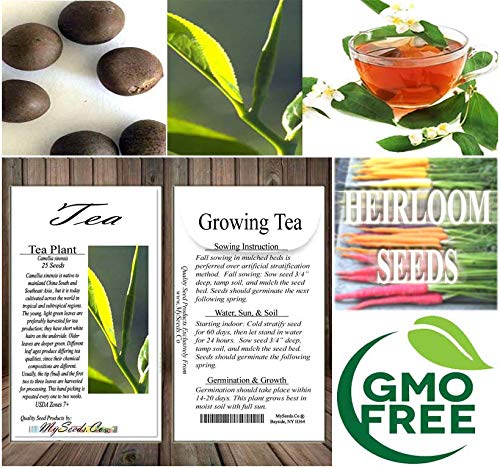 Version 1.0.0 Flor blanca de planta de te Camellia sinensis