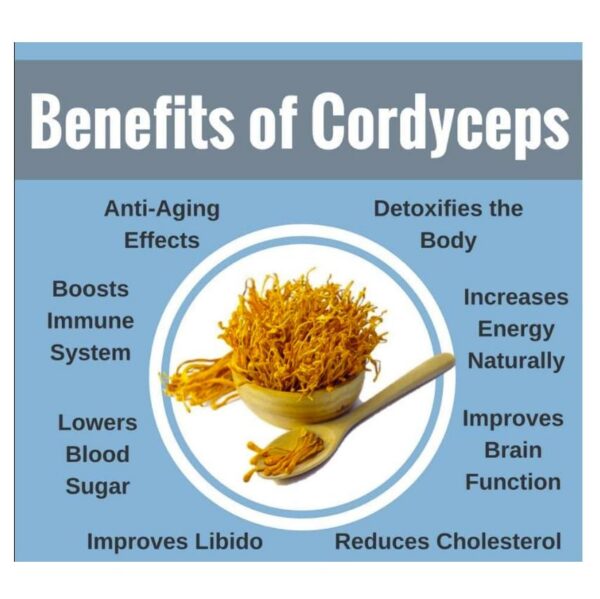 Version 1.0.0 Flor de Cordyceps Militaris en empaque