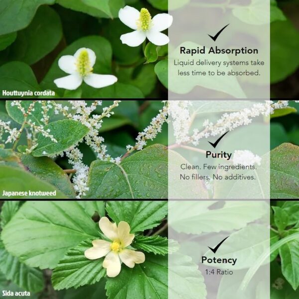 Frasco 8 oz tintura de Wildcraft Herbs mezcla herbal 3 hierbas