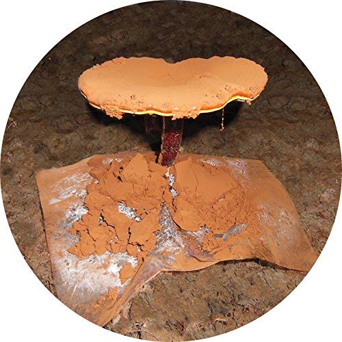 Frasco Dragon Herbs aceite puro esporas reishi 500 mg duanwood