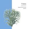 Frasco Eclectic Institute Usnea O suplemento natural 2 onzas