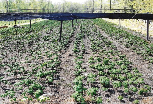 Frasco de extracto sin alcohol Echinacea Goldenseal sabor naranja