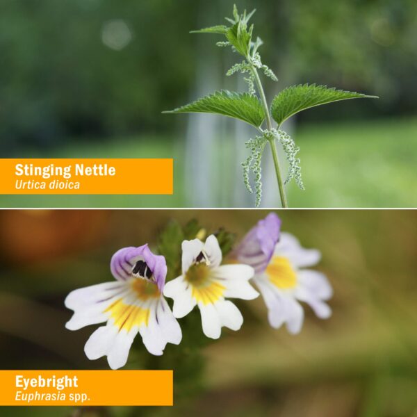 Frasco frontal spray Herb Pharm orgánico para alergias respiratorias