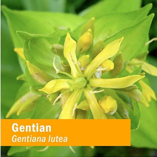 Frasco genciana extracto líquido apoyo digestivo Herb Pharm