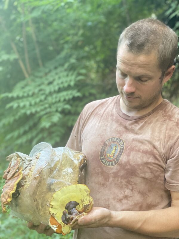 Reishi extracto concentración máxima tintura orgánica 2 oz Hodgins