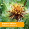Version 1.0.0 Frasco Herb Pharm Cardo Bendito extracto líquido orgánico