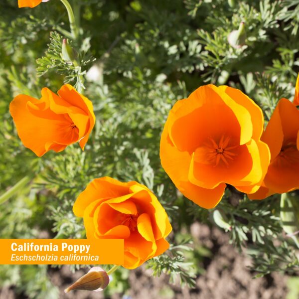 Version 1.0.0 Frasco Herb Pharm extracto amapola de california