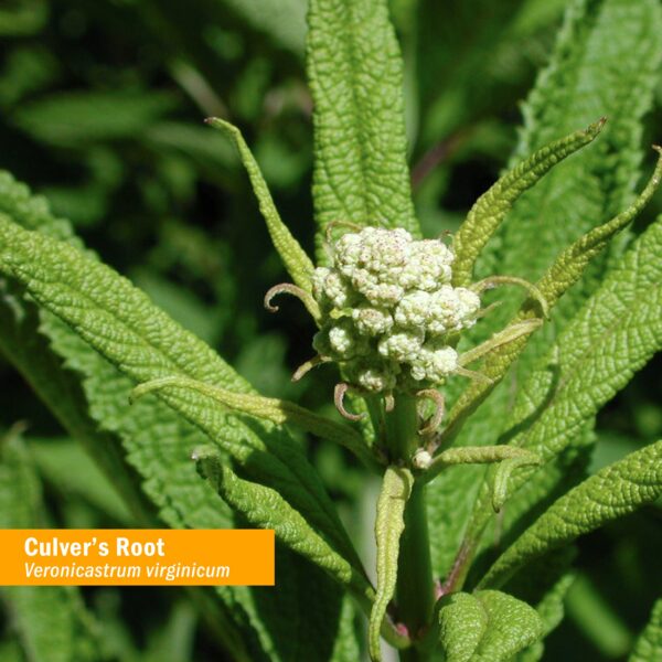 Frasco Herb Pharm extracto líquido para desintoxicación