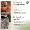 Frasco de polvo de hongo reishi orgánico Longevity Botanicals